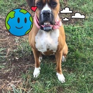 Meet your Posher, Alice